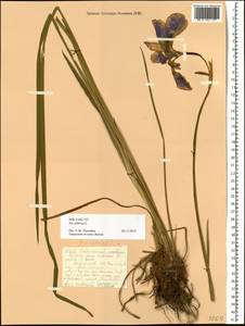 Iris sibirica L., Siberia, Russian Far East (S6) (Russia)