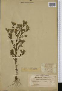 Pulicaria vulgaris Gaertn., Western Europe (EUR) (Sweden)