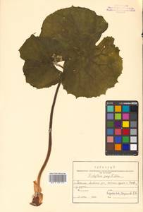 Diphylleia grayi F. Schmidt, Siberia, Russian Far East (S6) (Russia)