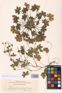 Geranium bohemicum L., Eastern Europe, Middle Volga region (E8) (Russia)