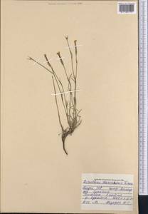 Dianthus darvazicus Lincz., Middle Asia, Pamir & Pamiro-Alai (M2) (Tajikistan)
