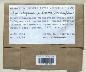 Metzgeria pubescens (Schrank) Raddi, Bryophytes, Bryophytes - North Caucasus & Ciscaucasia (B12) (Russia)