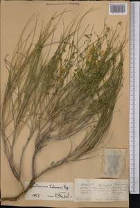 Sophora lehmannii (Bunge) Yakovlev, Middle Asia, Syr-Darian deserts & Kyzylkum (M7) (Uzbekistan)