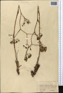 Ferula tatarica Fisch. ex Spreng., Middle Asia, Northern & Central Kazakhstan (M10) (Kazakhstan)