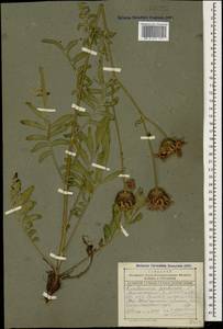 Centaurea apiculata Ledeb., Caucasus, Dagestan (K2) (Russia)