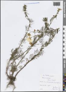 Tripleurospermum inodorum (L.) Sch.-Bip, Eastern Europe, Moscow region (E4a) (Russia)