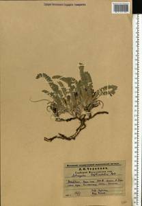 Astragalus testiculatus Pall., Eastern Europe, Middle Volga region (E8) (Russia)