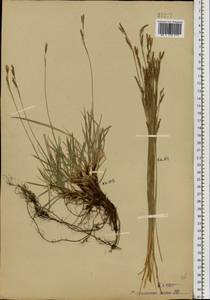 Carex rhizina Blytt ex Lindblom, Eastern Europe, Moscow region (E4a) (Russia)