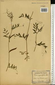 Vicia sativa subsp. nigra (L.)Ehrh., Eastern Europe, North Ukrainian region (E11) (Ukraine)