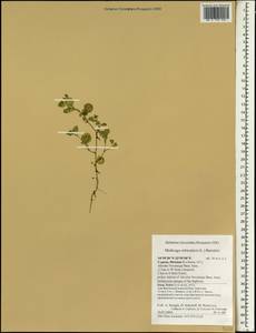 Medicago orbicularis (L.)Bartal., South Asia, South Asia (Asia outside ex-Soviet states and Mongolia) (ASIA) (Cyprus)
