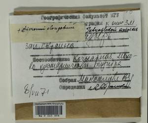 Dicranum elongatum Schleich. ex Schwägr., Bryophytes, Bryophytes - Chukotka & Kamchatka (B21) (Russia)