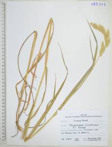 Phalaris arundinacea L., Siberia, Russian Far East (S6) (Russia)