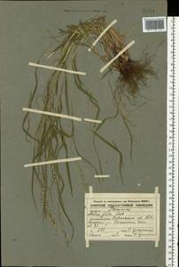 Melica picta K.Koch, Eastern Europe, Central forest-and-steppe region (E6) (Russia)