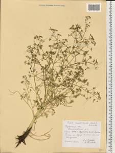 Trinia multicaulis (Poir.) Schischk., Eastern Europe, Central region (E4) (Russia)