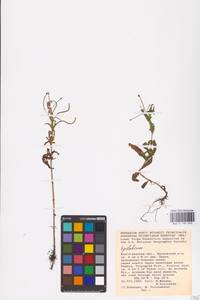 Epilobium, Eastern Europe, Lower Volga region (E9) (Russia)