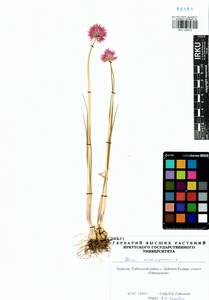 Allium schoenoprasum L., Siberia, Baikal & Transbaikal region (S4) (Russia)