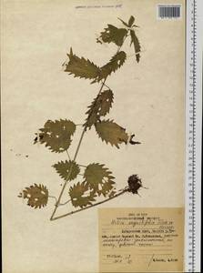 Urtica dioica var. holosericea Fr., Siberia, Russian Far East (S6) (Russia)