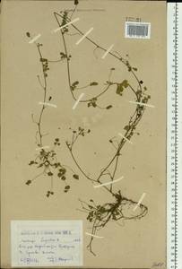 Medicago lupulina L., Siberia, Western (Kazakhstan) Altai Mountains (S2a) (Kazakhstan)