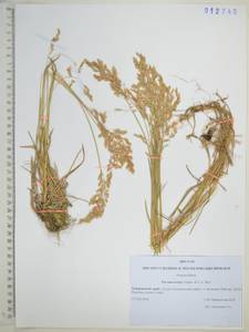 Poa macrocalyx Trautv. & C.A.Mey., Siberia, Russian Far East (S6) (Russia)