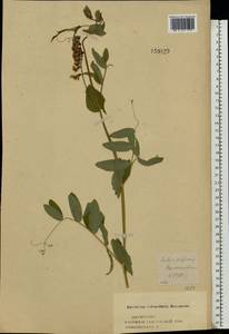 Lathyrus pisiformis L., Eastern Europe, Central forest-and-steppe region (E6) (Russia)