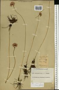 Allium lineare L., Eastern Europe, Eastern region (E10) (Russia)