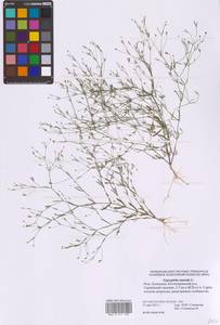 Psammophiliella muralis (L.) Ikonn., Eastern Europe, Lower Volga region (E9) (Russia)