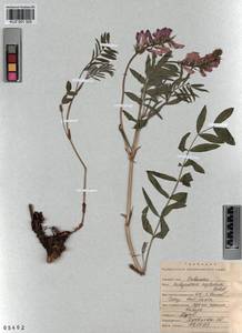 KUZ 001 325, Hedysarum neglectum Ledeb., Siberia, Altai & Sayany Mountains (S2) (Russia)
