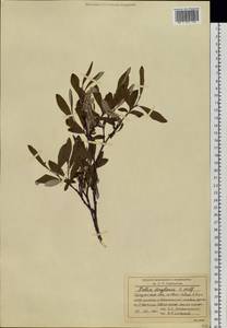 Salix krylovii E. L. Wolf, Siberia, Baikal & Transbaikal region (S4) (Russia)