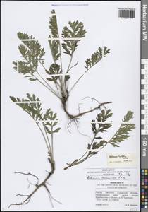 Artemisia latifolia Ledeb., Eastern Europe, Middle Volga region (E8) (Russia)
