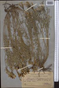 Astragalus ortholobiformis Sumn., Middle Asia, Northern & Central Tian Shan (M4) (Kazakhstan)