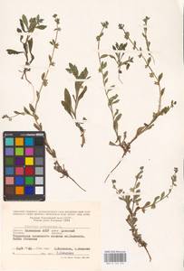 Asperugo procumbens L., Eastern Europe, Lower Volga region (E9) (Russia)