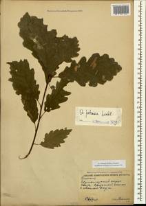 Quercus petraea (Matt.) Liebl., Caucasus, Black Sea Shore (from Novorossiysk to Adler) (K3) (Russia)