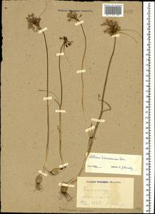 Allium paniculatum subsp. paniculatum, Caucasus, Georgia (K4) (Georgia)