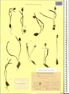 Muscari pallens (M.Bieb.) Fisch., Caucasus, Krasnodar Krai & Adygea (K1a) (Russia)