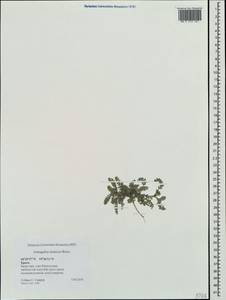Astragalus sinaicus Boiss., Crimea (KRYM) (Russia)