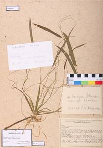 Sagittaria natans Pall., Siberia, Central Siberia (S3) (Russia)