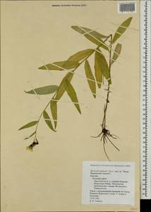 Hieracium palmenii Norrl., Eastern Europe, Northern region (E1) (Russia)