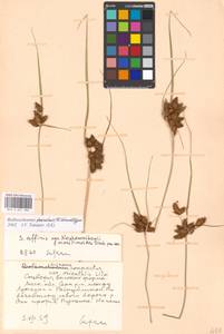 Bolboschoenus planiculmis (F.Schmidt) T.V.Egorova, Eastern Europe, Moscow region (E4a) (Russia)