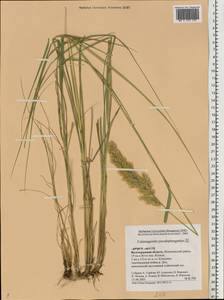 Calamagrostis pseudophragmites (Haller f.) Koeler, Eastern Europe, Lower Volga region (E9) (Russia)