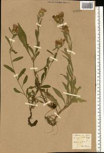 Centaurea jacea L., Eastern Europe, North Ukrainian region (E11) (Ukraine)