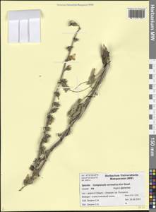 Campanula sarmatica Ker Gawl., Caucasus, Dagestan (K2) (Russia)