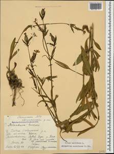 Silene noctiflora L., Caucasus, Stavropol Krai, Karachay-Cherkessia & Kabardino-Balkaria (K1b) (Russia)