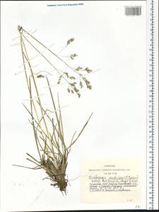 Deschampsia koelerioides Regel, Siberia, Altai & Sayany Mountains (S2) (Russia)