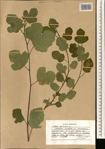 Ficus carica, South Asia, South Asia (Asia outside ex-Soviet states and Mongolia) (ASIA) (Afghanistan)