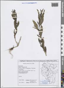 Atriplex patens (Litv.) Iljin, Eastern Europe, Eastern region (E10) (Russia)