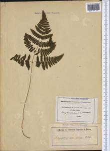 Gymnocarpium robertianum (Hoffm.) Newman, Western Europe (EUR) (Switzerland)