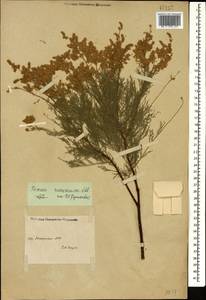 Tamarix ramosissima Ledeb., Caucasus, Dagestan (K2) (Russia)