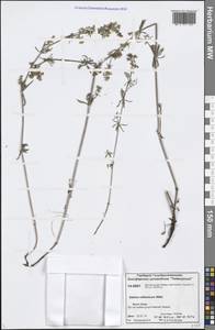 Galium verum subsp. verum, Siberia, Central Siberia (S3) (Russia)