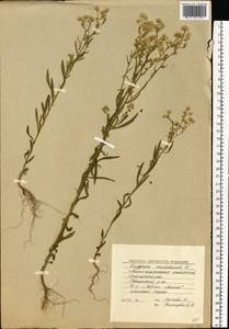 Erigeron canadensis L., Eastern Europe, Western region (E3) (Russia)