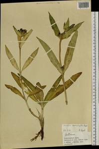 Gentiana macrophylla Pall., Siberia, Central Siberia (S3) (Russia)